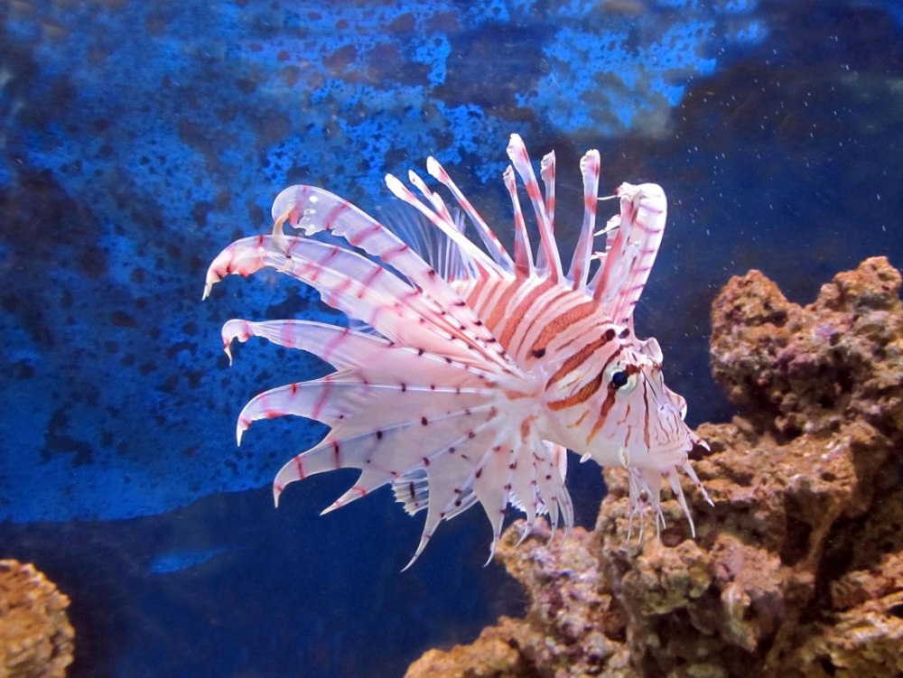 Рыба крылатка Зебра