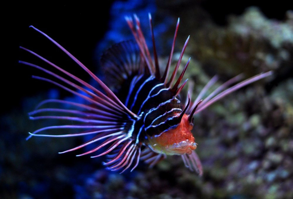 Морской дракон аквариумная рыбка