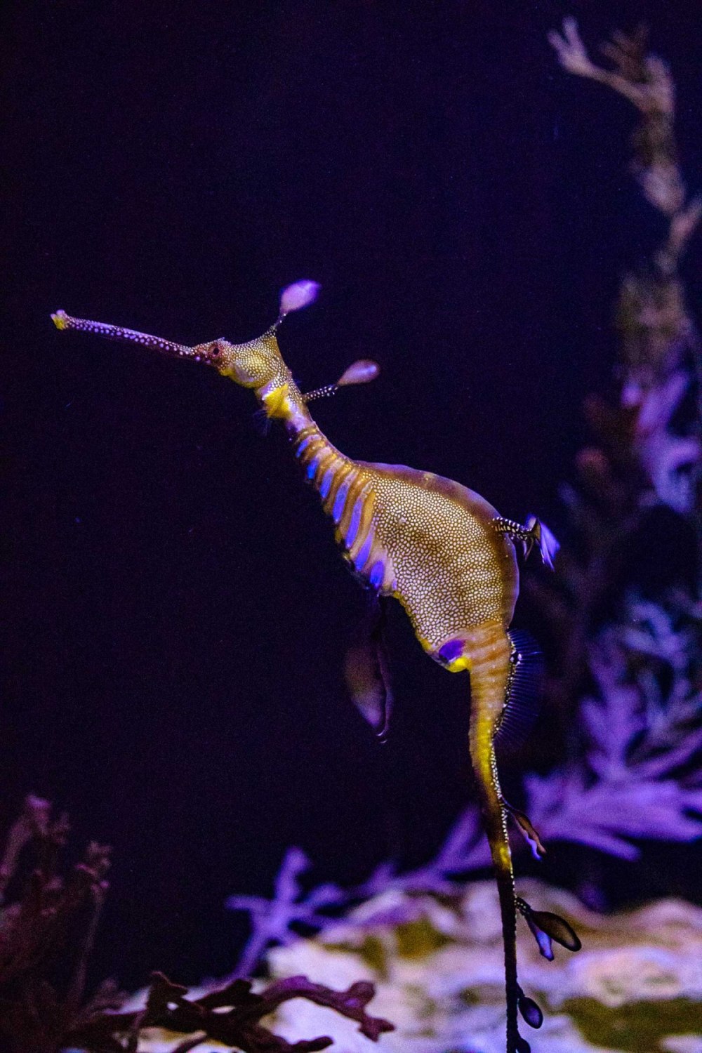 Морской дракон для аквариума