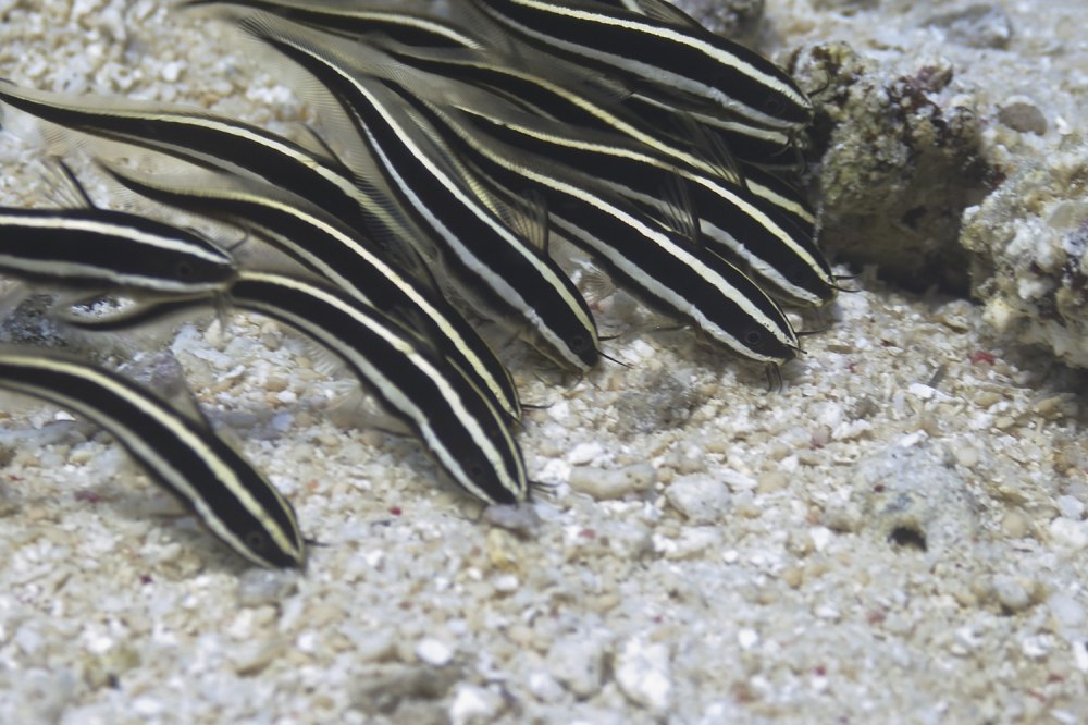 Полосатые угрехвостые сомы