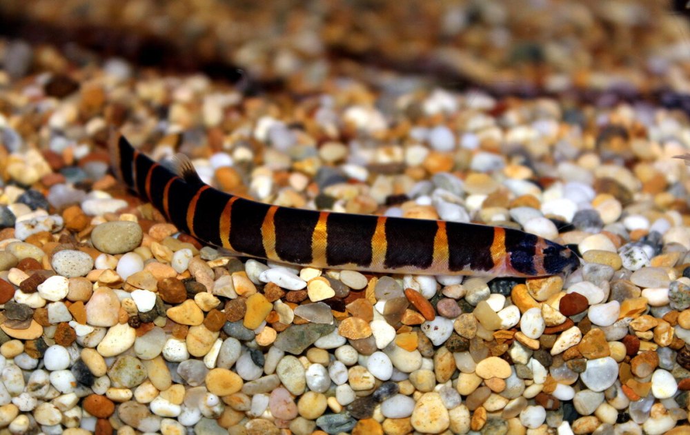 Акантофтальмус Кюля