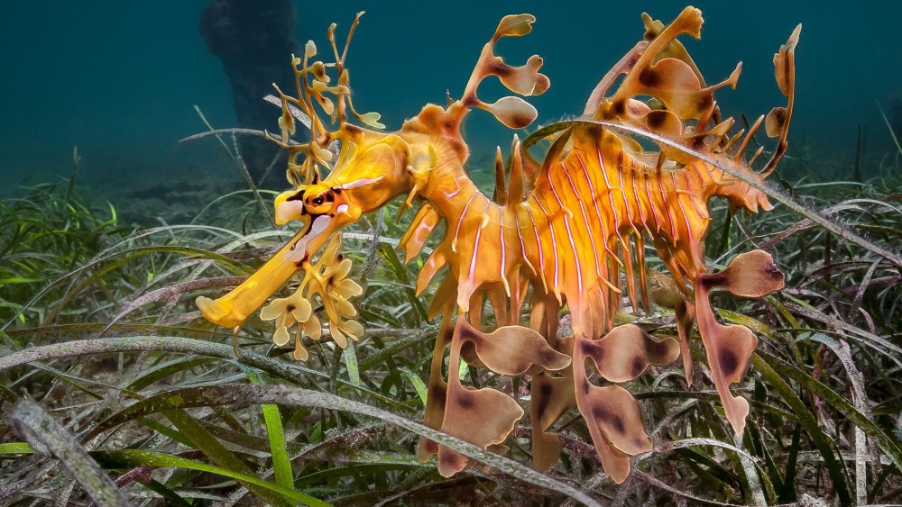 Австралийский конек-тряпичник