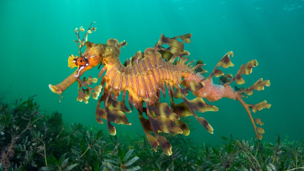 Морские обитатели похожие на водоросль