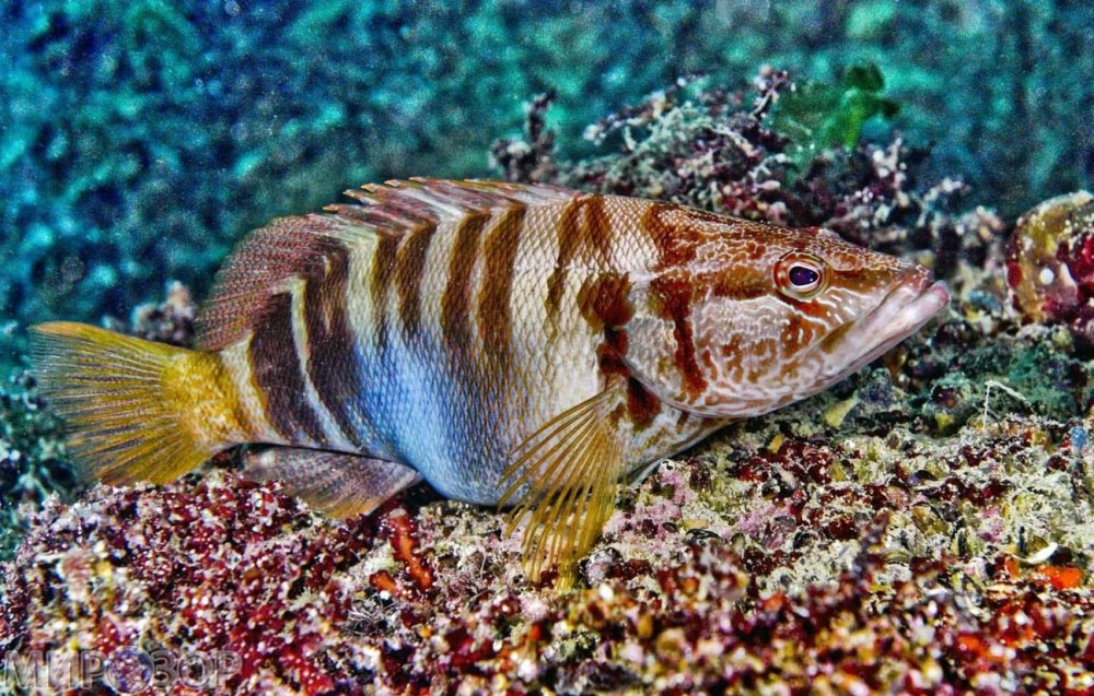 Каменный окунь Черноморский