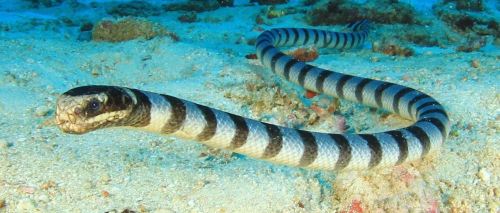 Морская змея ядовитая