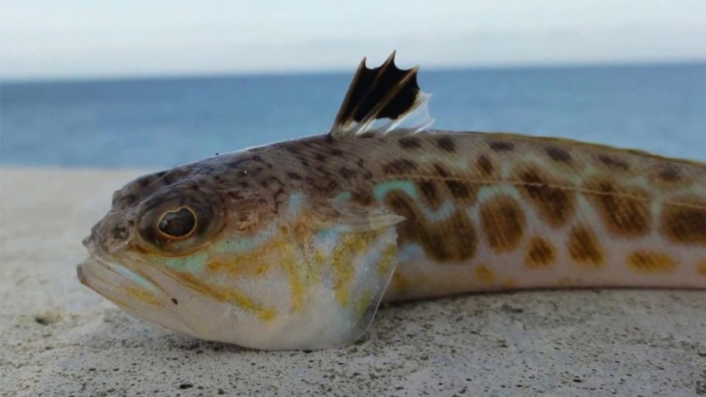 Морской дракончик Черноморский