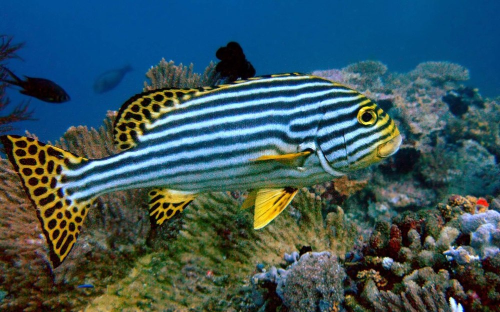 Пятнистый сладкогуб