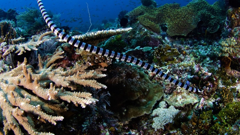 Морская змея Белчера