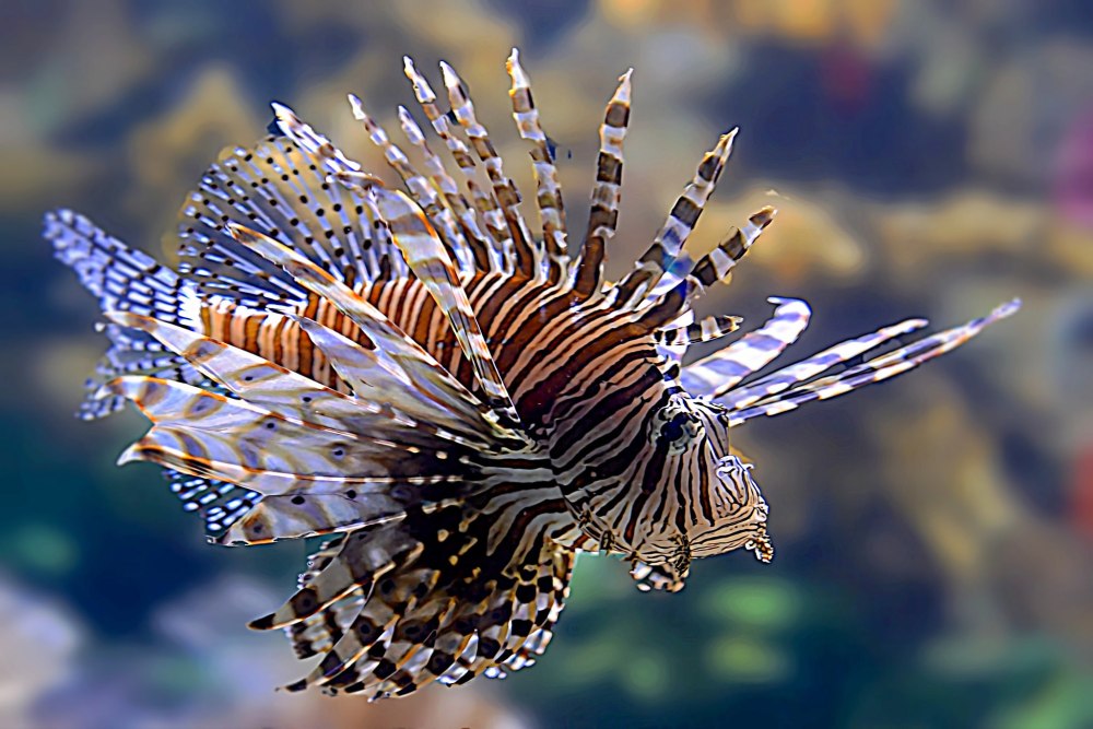 Тигровая крылатка рыба