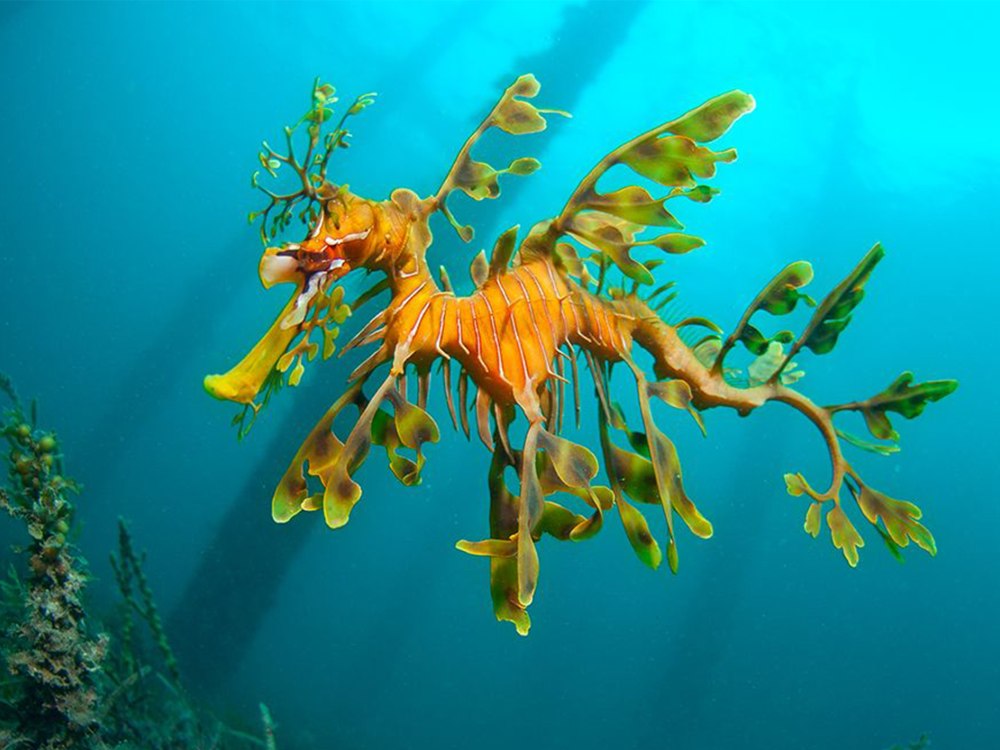 Морской конёк-тряпичник