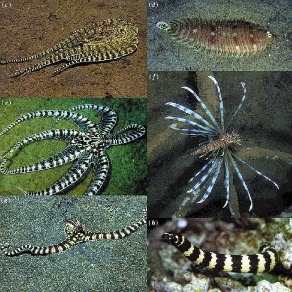 Thaumoctopus mimicus