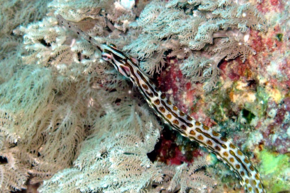 Рыба игла Corythoichthys intestinalis