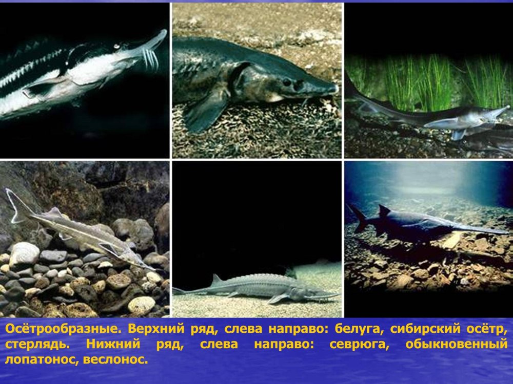 Подкласс хрящекостные рыбы представители