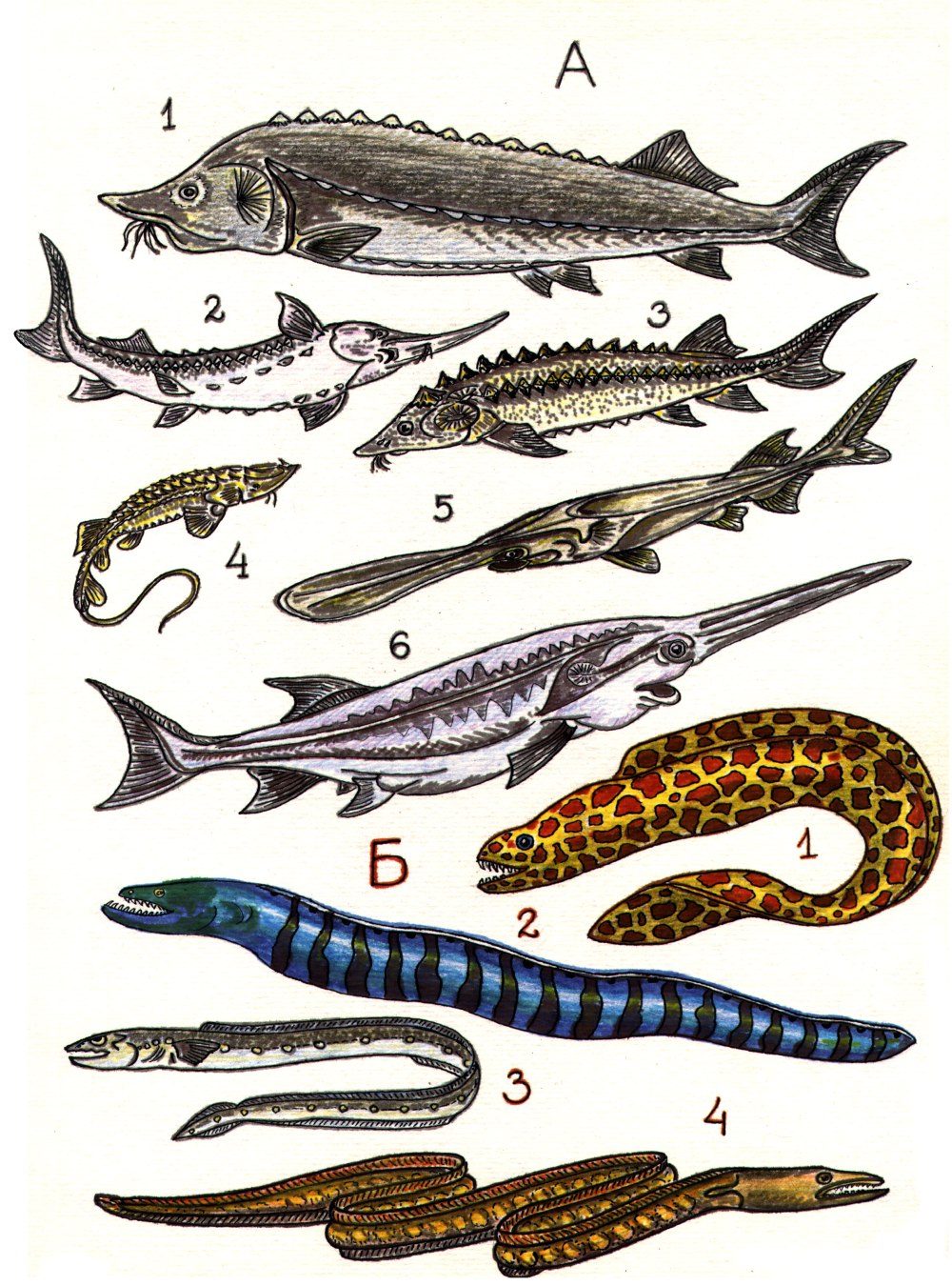 Отряд Осетрообразные - acipenseriformes.