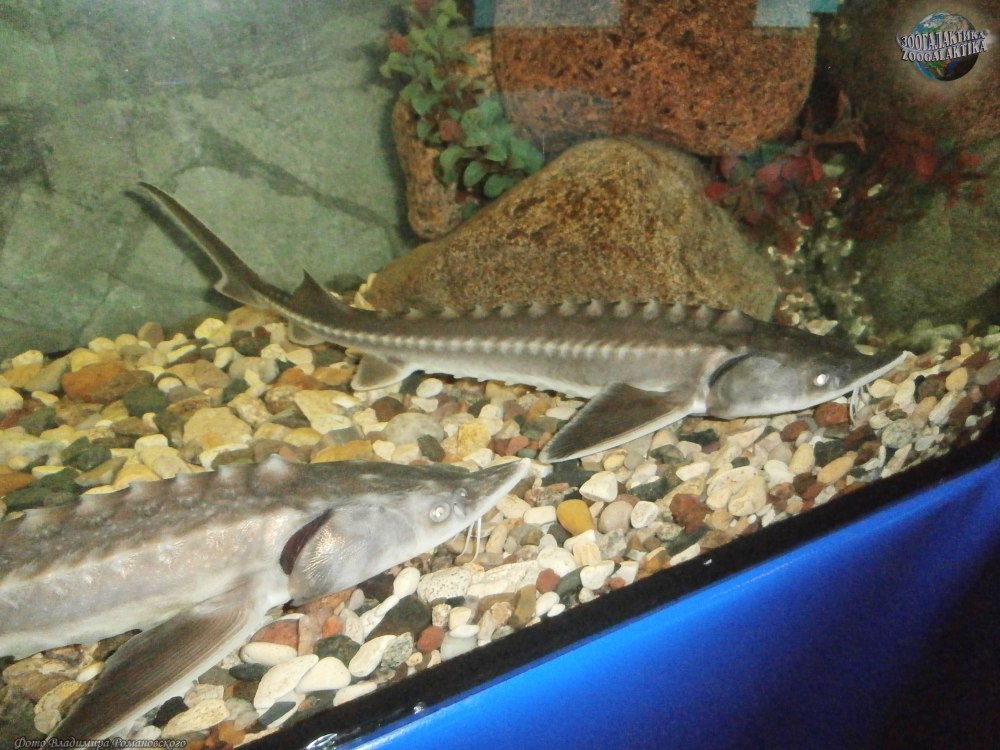Шренка (Амурский осетр)