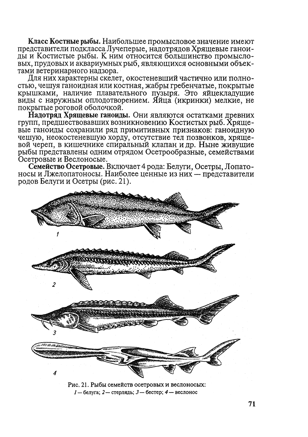 Семейство осетровых рыб имеет скелет:
