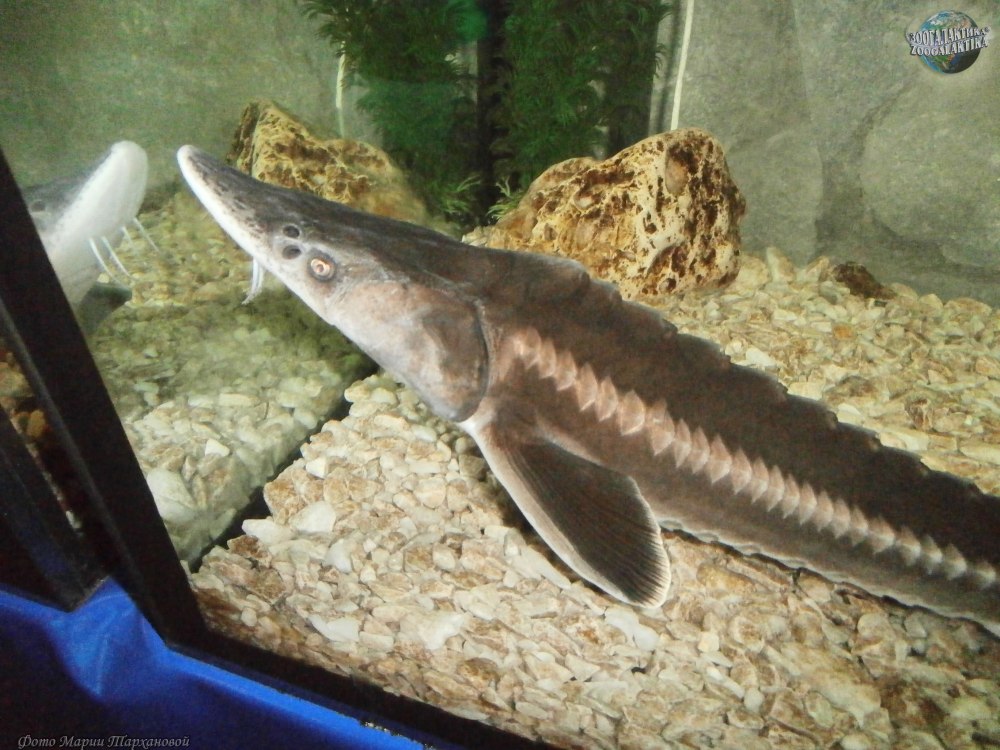 Bakra Acipenser nudiventris