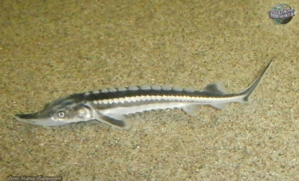 Acipenser stellatus севрюга вектор
