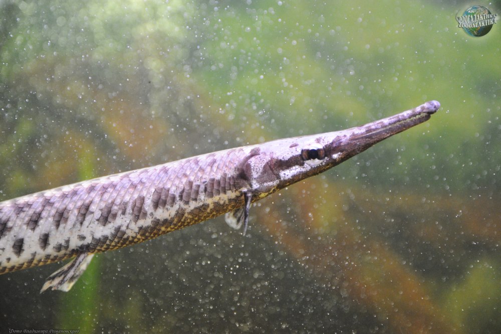 Пятнистая панцирная щука Lepisosteus oculatus
