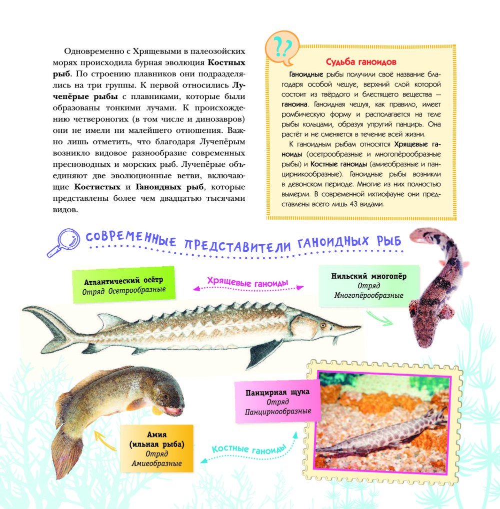 Ганоидные рыбы характеристика