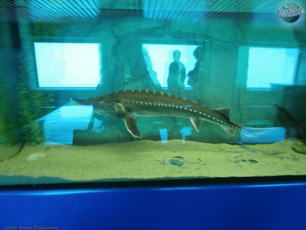 AC. SCHRENCKIIXHUSO dauricus