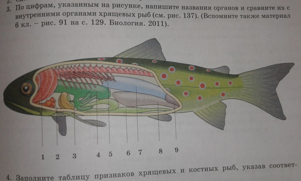 Напишите название органов костных рыб