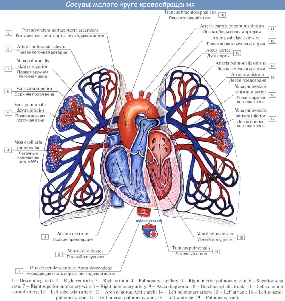 Легочная артерия мм. Легочная артерия и легочная Вена. Легочные артерии и вены анатомия. Малый круг кровообращения легочная Вена. Вены малого круга кровообращения анатомия.
