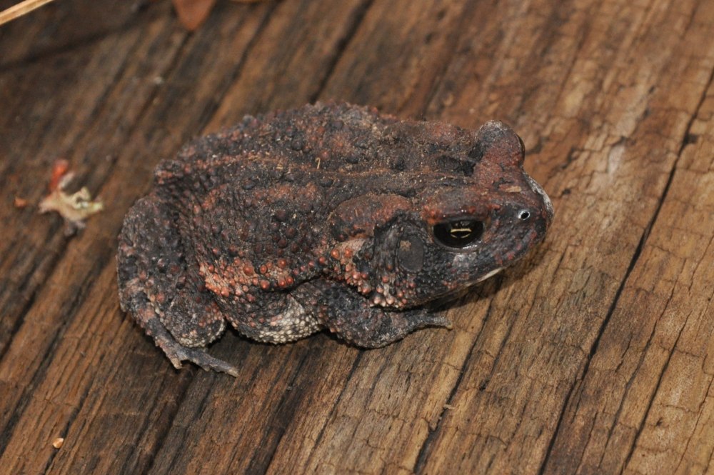 Жаба Anaxyrus
