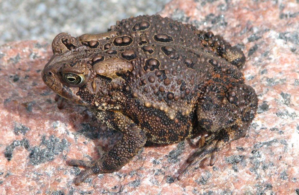 Anaxyrus americanus