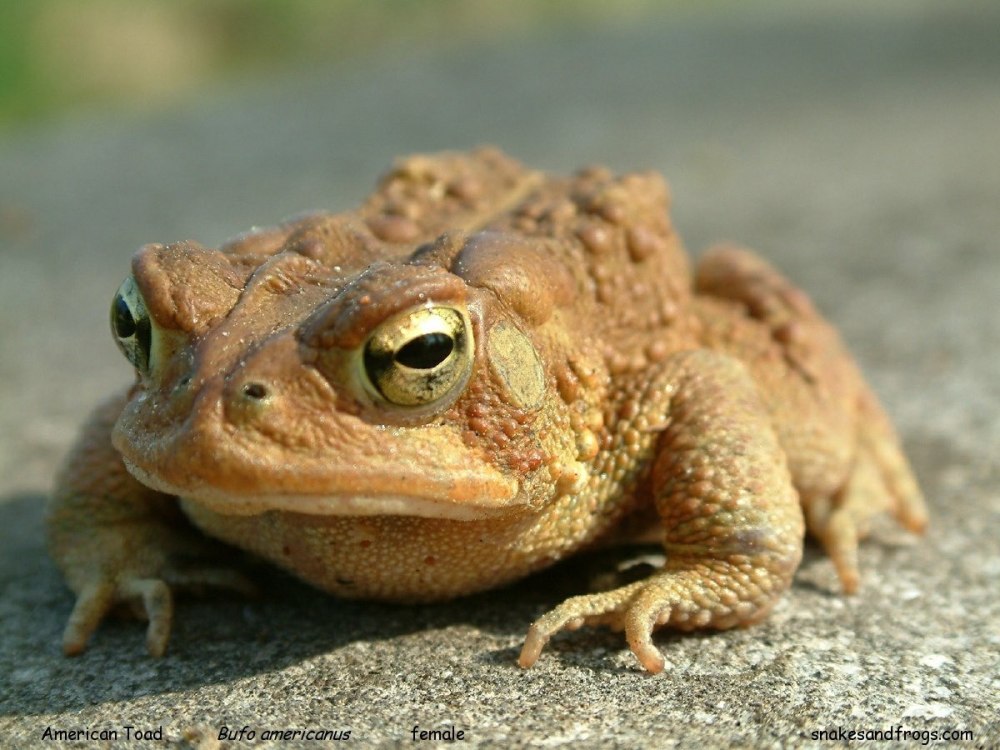 Жаба-брызгун Киханси Nectophrynoides asperginis