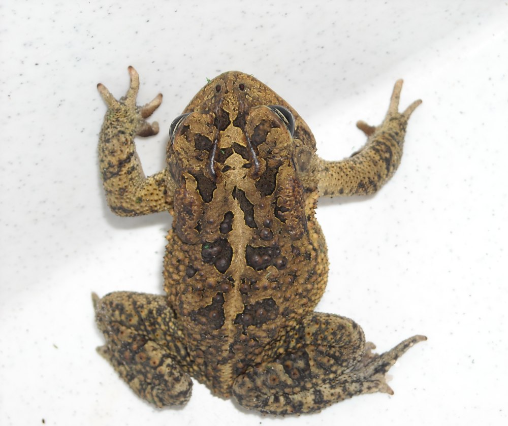 Иосемская жаба Anaxyrus (Bufo) canorus