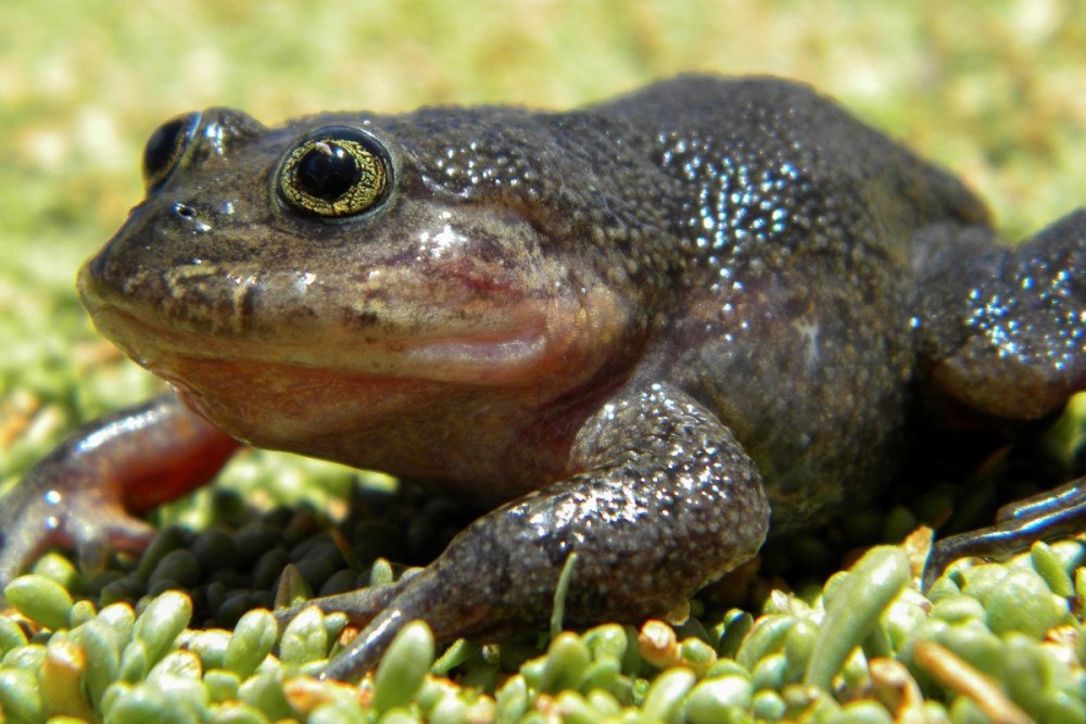 Колхидская жаба (Bufo verrucosissimus)