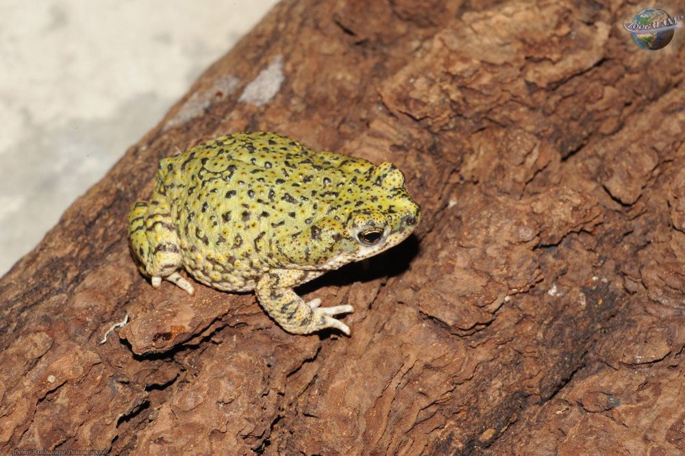 Anaxyrus debilis