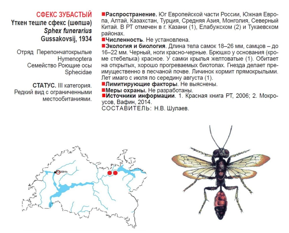 Сфекс зубастый