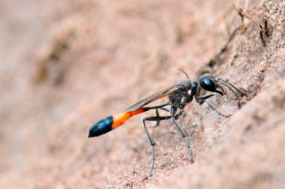 Оса аммофила Нора