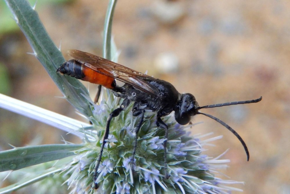 Оса сфекс и Каракурт