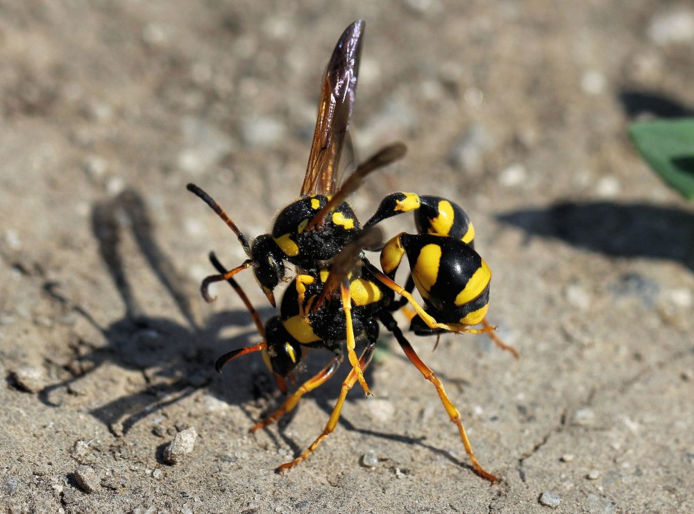 Складчатокрылые осы