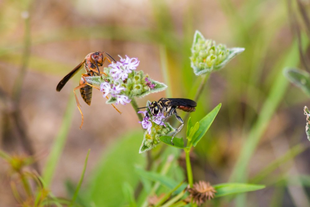 Желтокрылая Оса сфекс