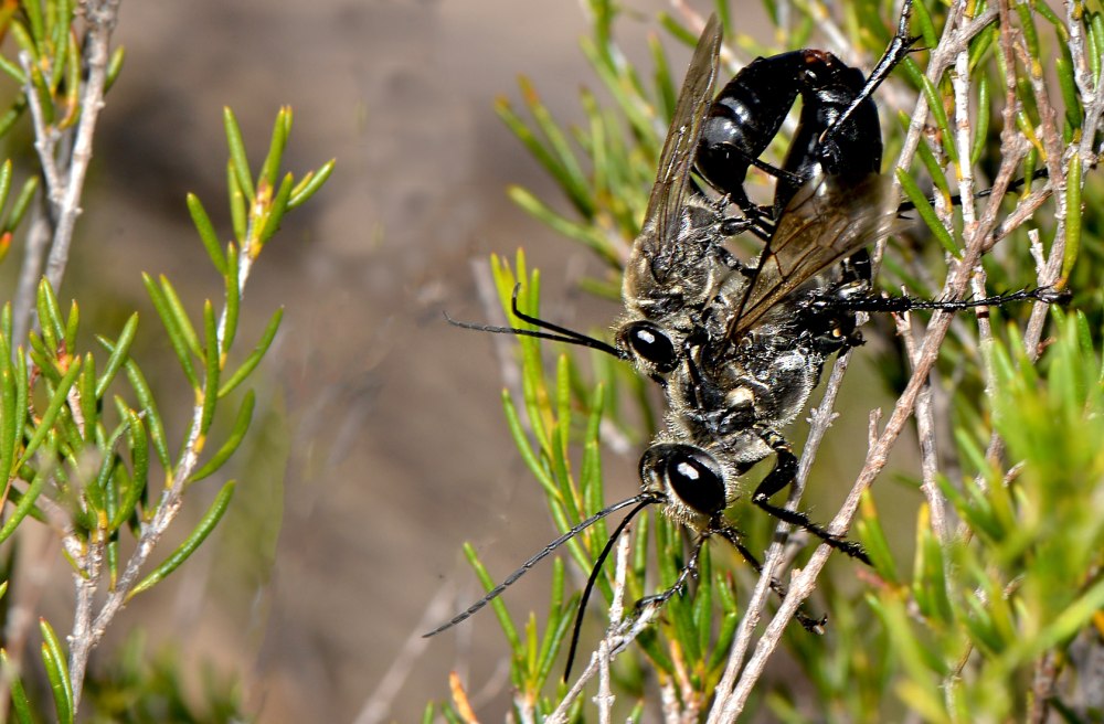Сфекс Лангедокский