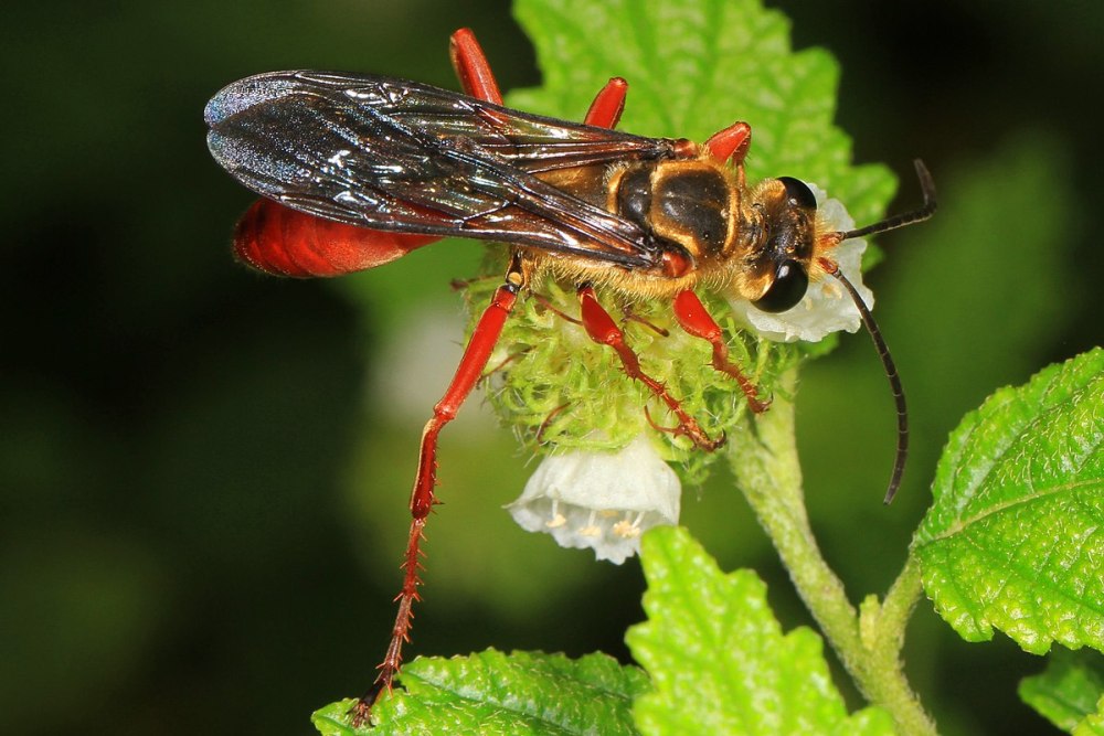 Сфекс как насекомое