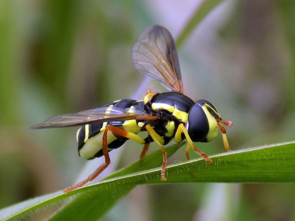 Пчела аммофила
