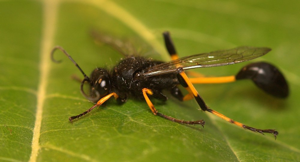 Пелопей обыкновенный