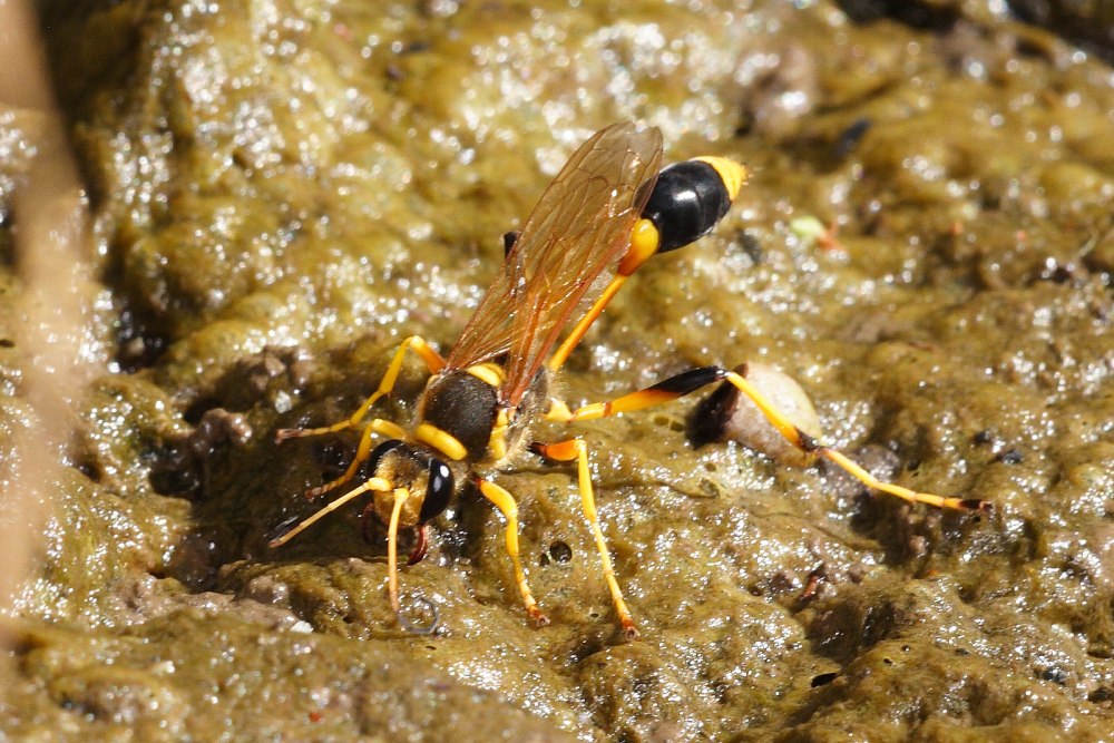 Sphecius Grandis