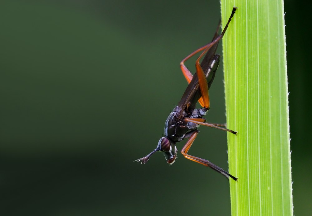 Sphex flavipennis