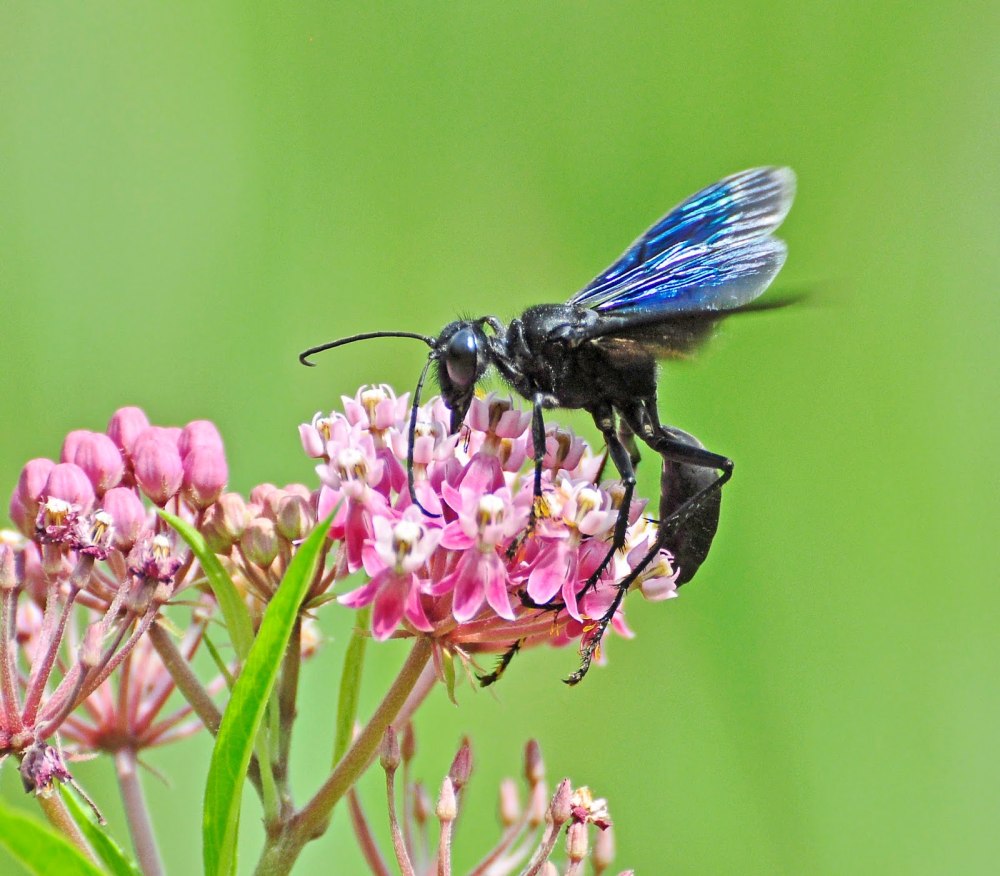 Оса Палласа