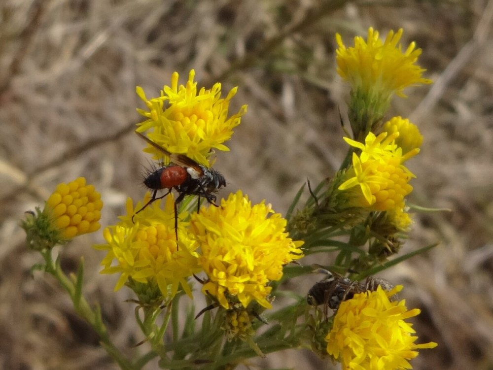 Степные растения Кубани