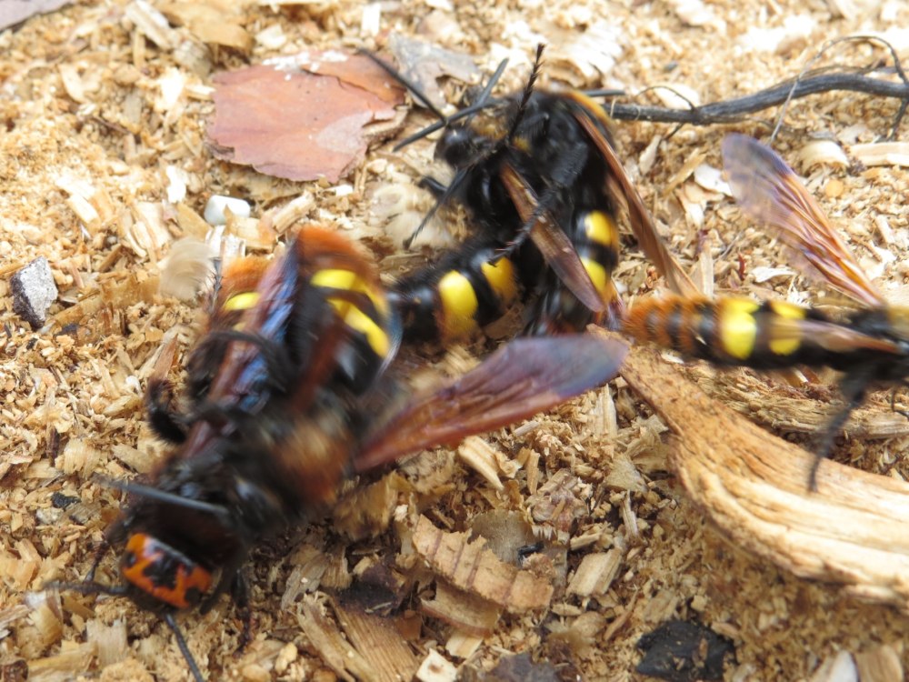 Осы спаривание