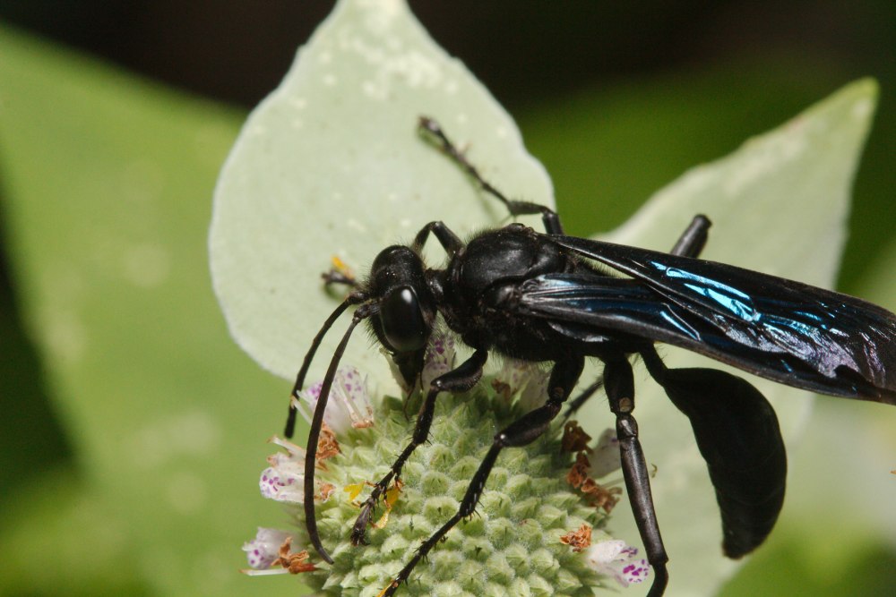 Giant Black Wasp