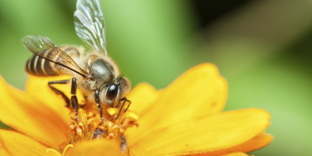 Будь пчелой