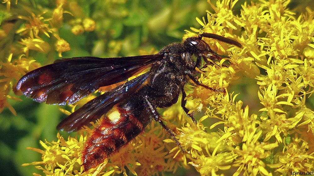 Оса Сколия Степная